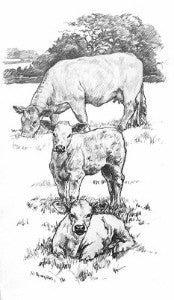 Charolais Cow & Calves